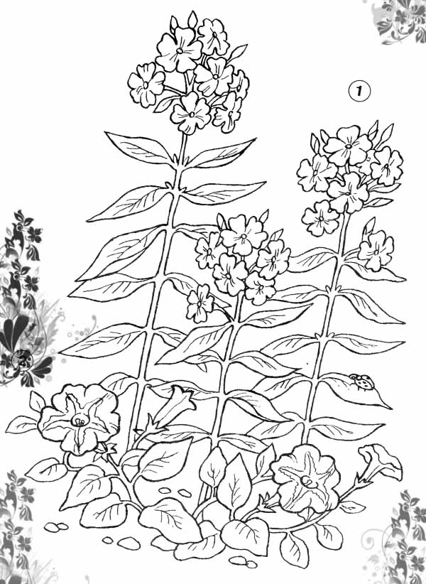 Раскраски клумба Раскраски клумба